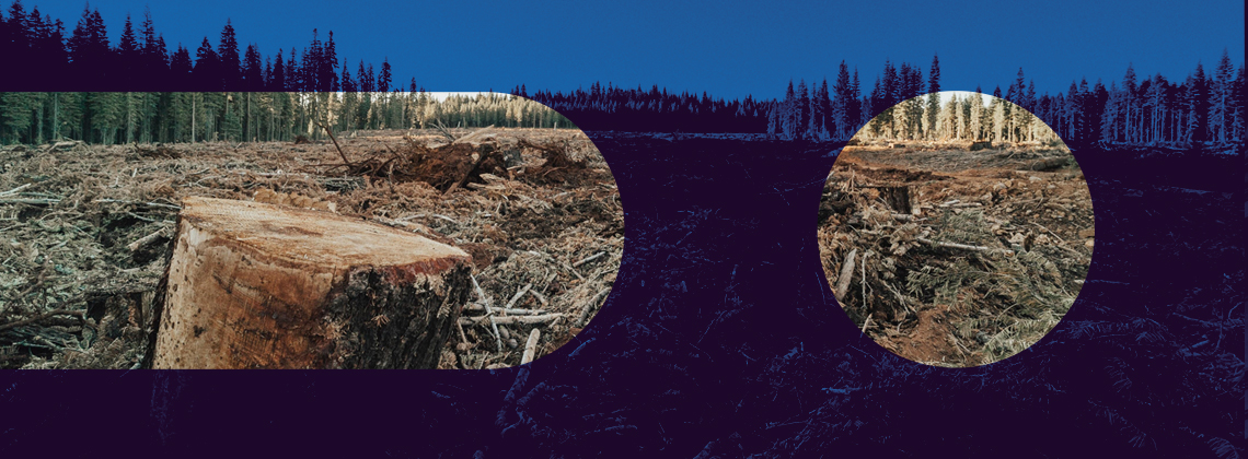 The EU deforestation law